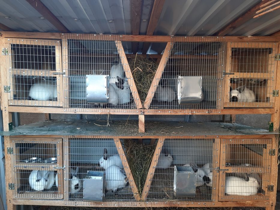 Кролики  НЗК Каліфорнія