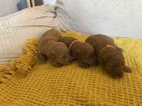 Pudel miniatura sunia kolor red