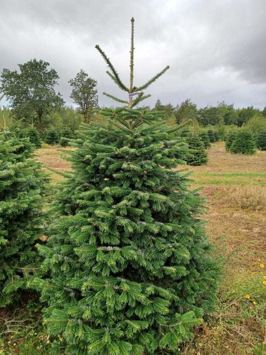 Jodła kaukaska cięta 1. KLASA 200-250cm