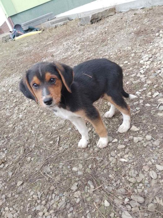 Продаються цуценята естонка гонча