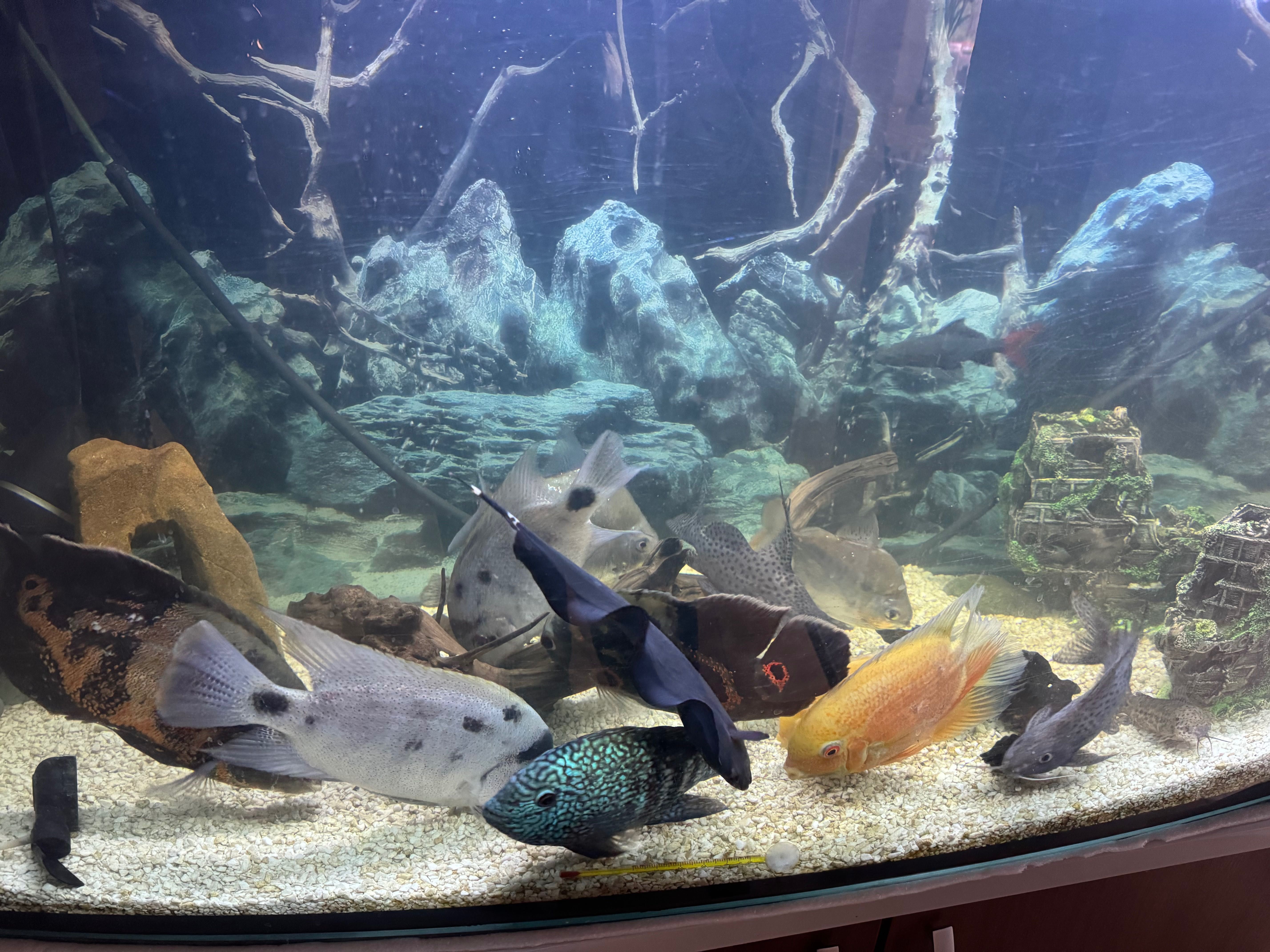 Akwarium 450l z rybami