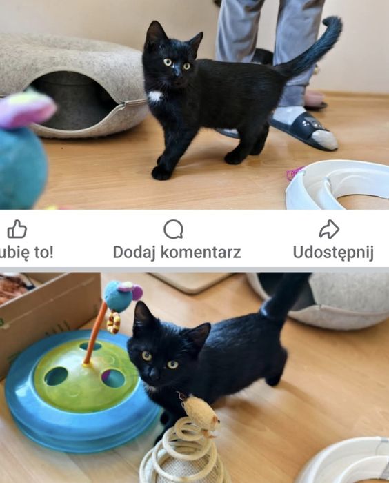4 miesięczna koteczka szuka domu