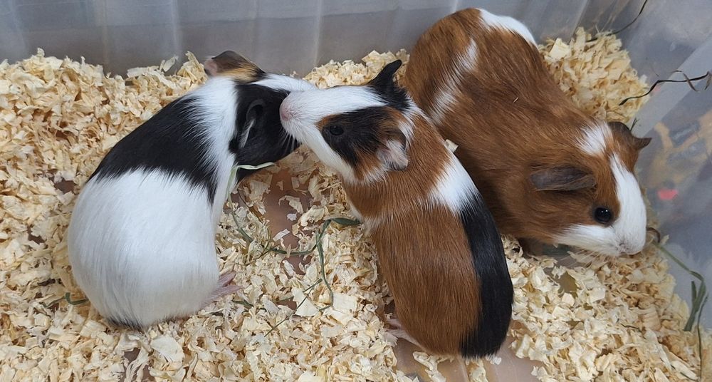 Świnki morskie samiczki.