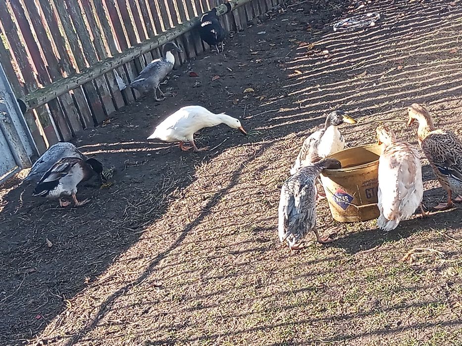 Kaczki biegusy indyjskie