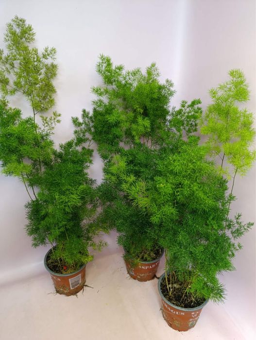 Флебодіум Блу Стар; Ауреум Давана,аспарагус Умбелатус,папороть Давалія