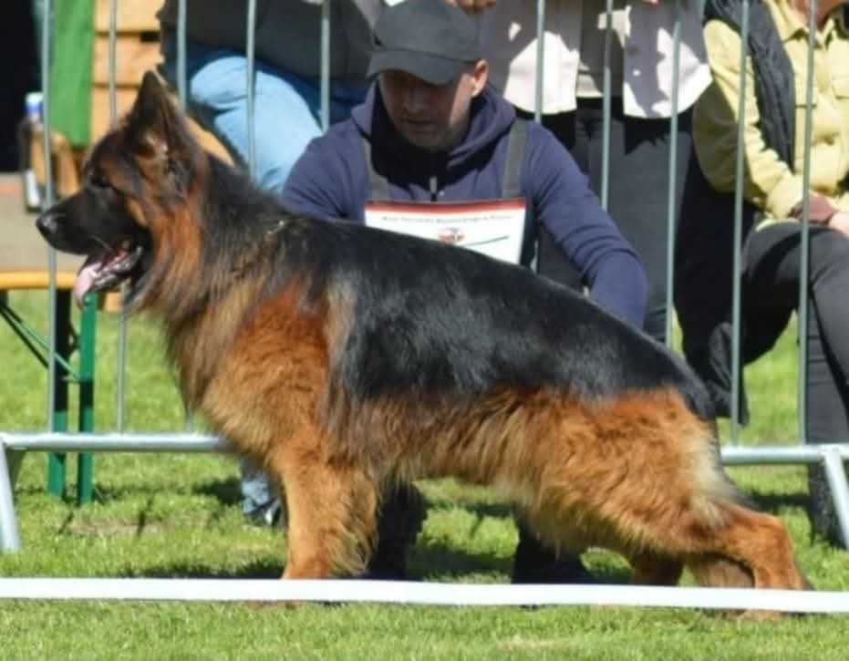 Owczarek niemiecki długowłosy FCI/ZKwP