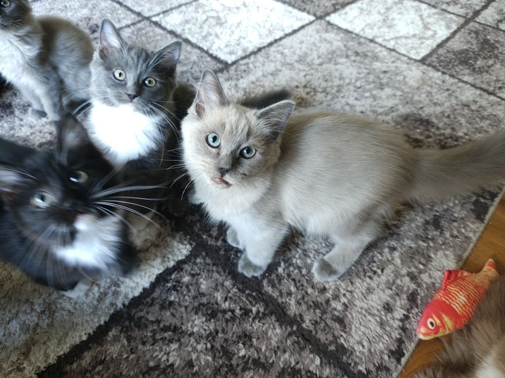Kocurek blue mink ragdoll/cherubim gotowy do odbioru