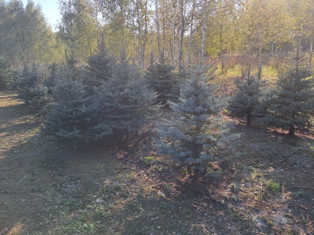 Choinki, świerk srebrny