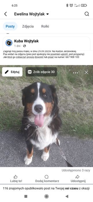 Zaginął pies berneński pies pasterski