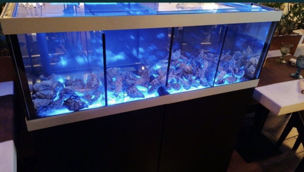 Акваріум для устриць та лобстерів