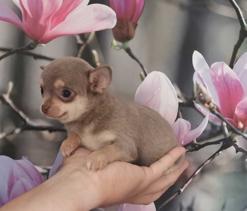 Cudowna dziewczynka rasy CHIHUAHUA !