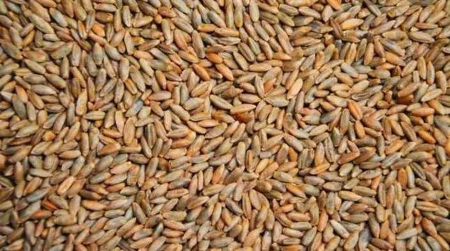 Продам жито, врожай 2022
