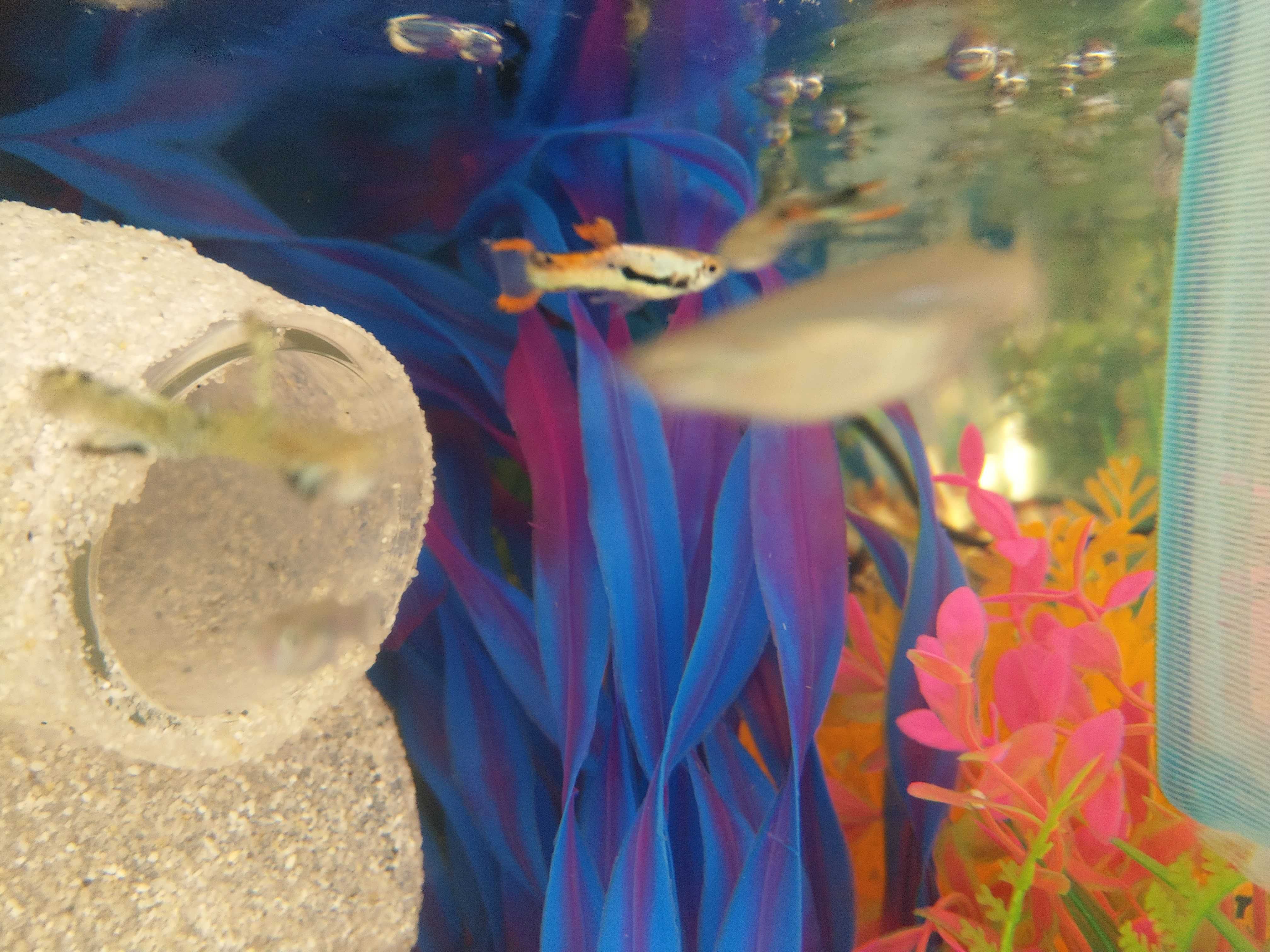 [LX] Guppy Endlers (Poecilia wingei)