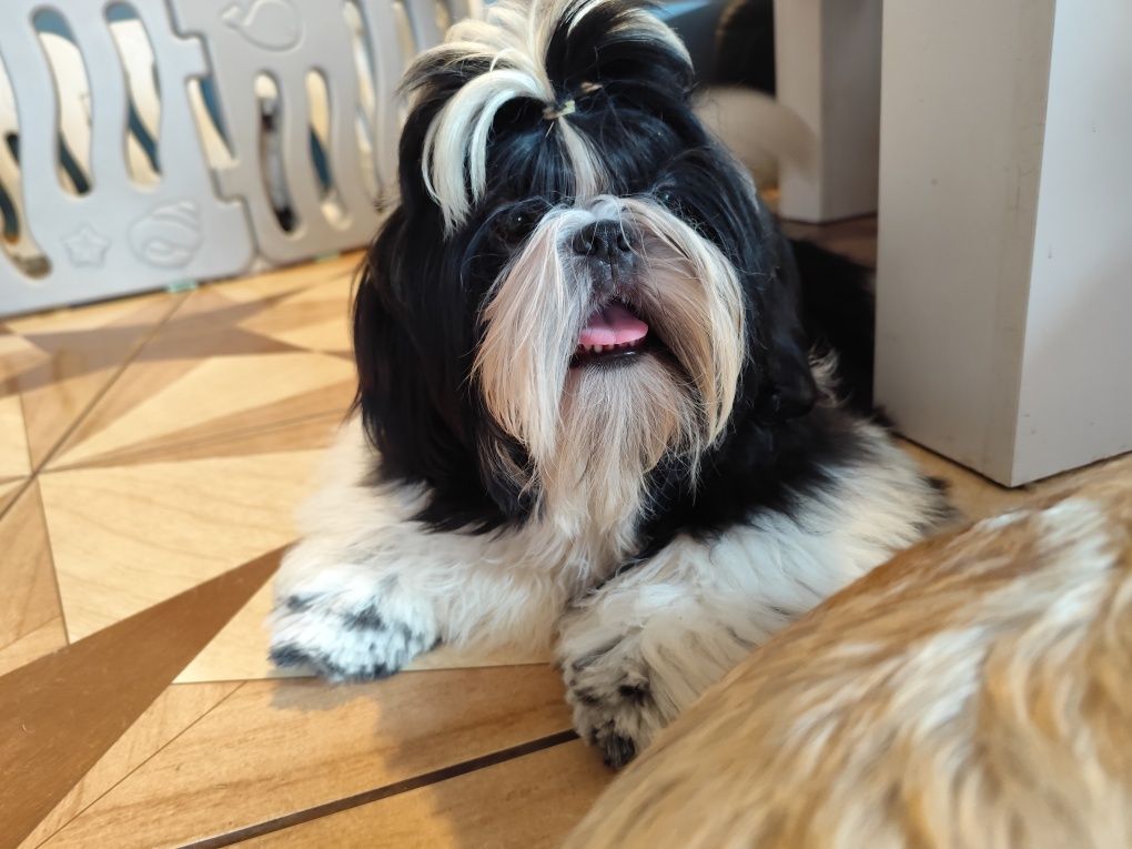 Piesek Shih Tzu z metryką rodowodem ZKwP FCI
