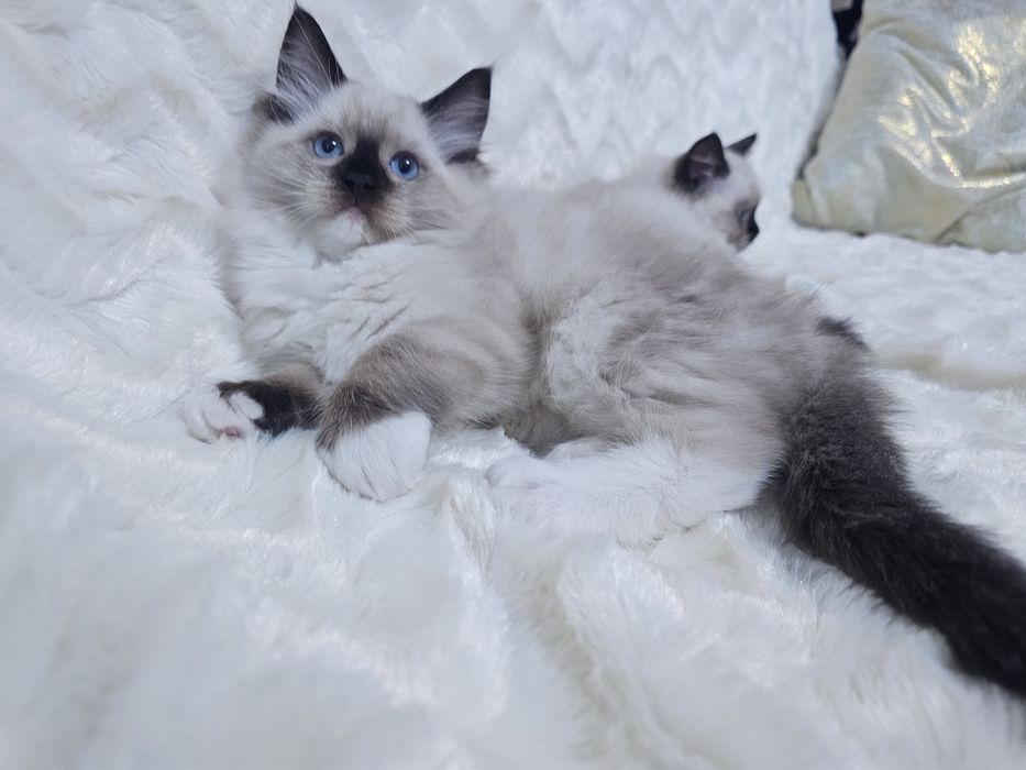 Kocurek Ragdoll z rodowodem
