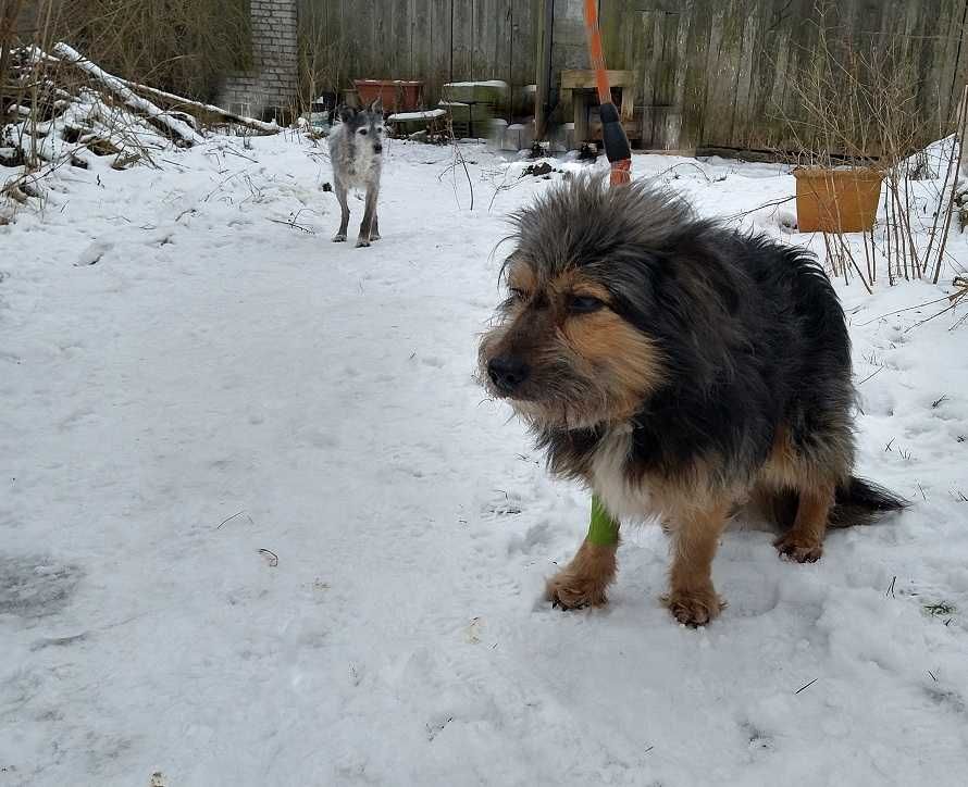 Wyłowiony ze strumienia w mroźny dzień,niewidomy piesek PRYSIO