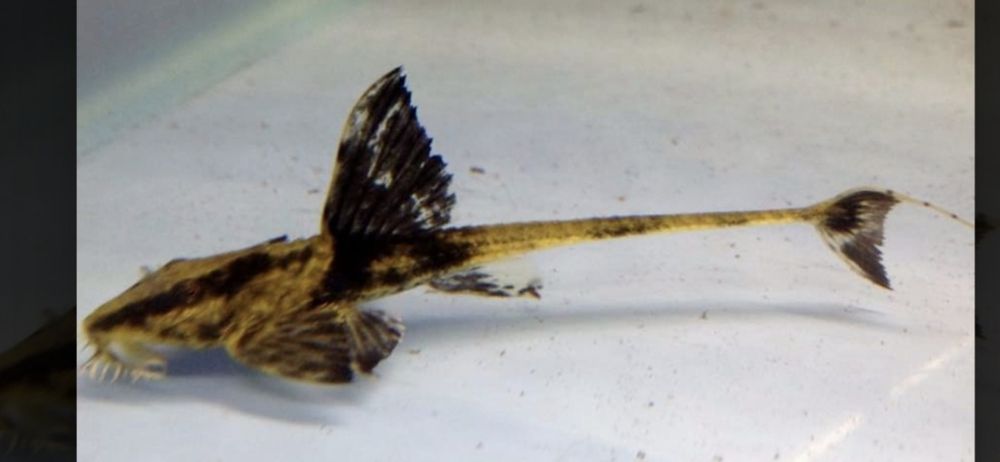 Loricaria Atabapo krajowa ok 9 cm od Tapajos W-wa  dużo innych ryb