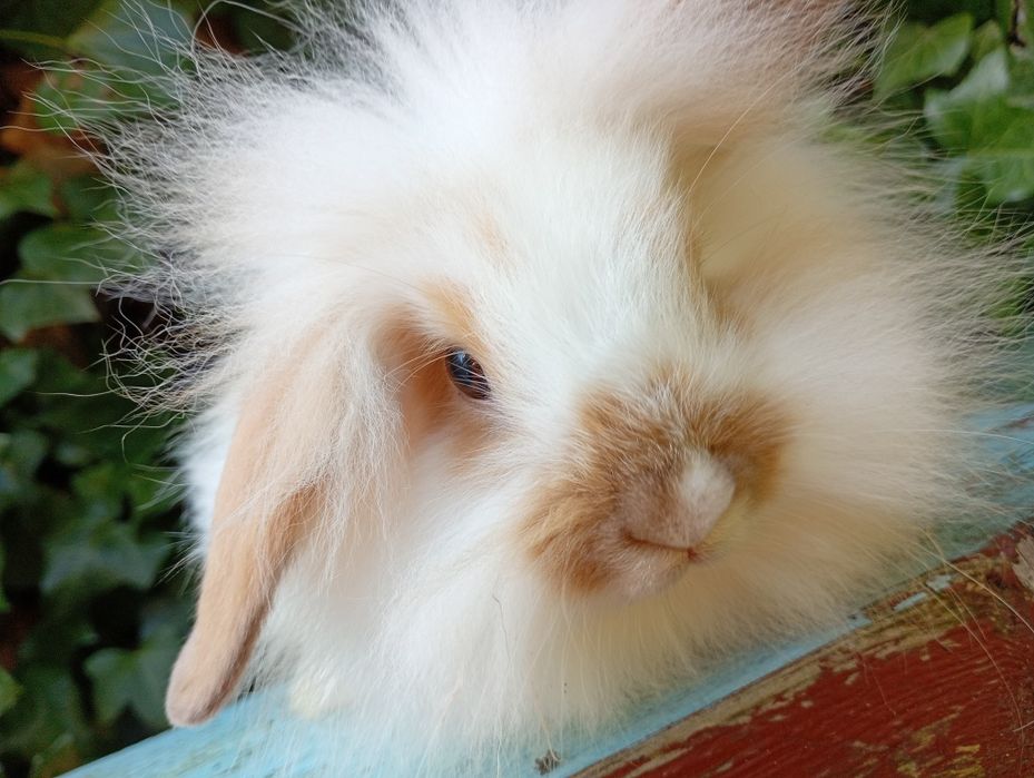 Mini lop baranek Teddy 2 miesiące! Królik miniaturka!! Sliczn