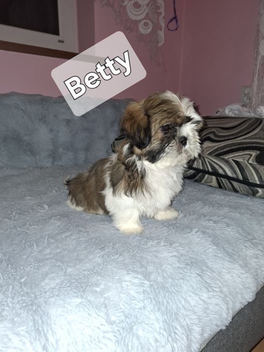 Shih-tzu suczka szczeniaczek