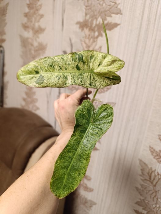 Филодендрон монстера Amydrium silver medium,Пінатум варієгатна, Білліт
