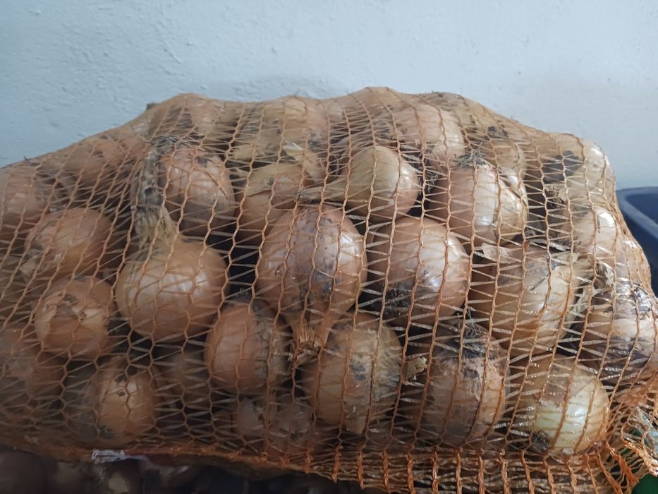 Cebula na worki z siewu wiosennego