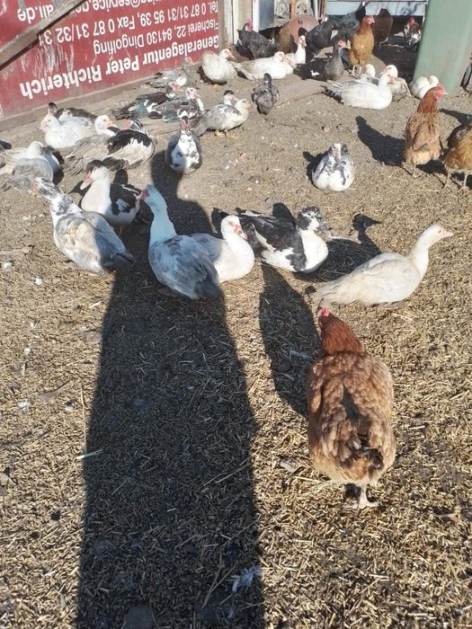 Sprzedam kaczki i kaczory