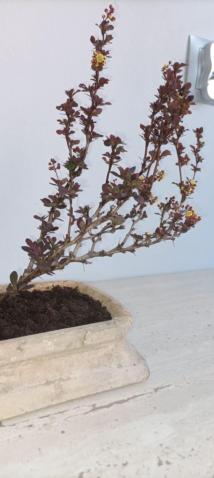 Berberys BONSAI prebonsai