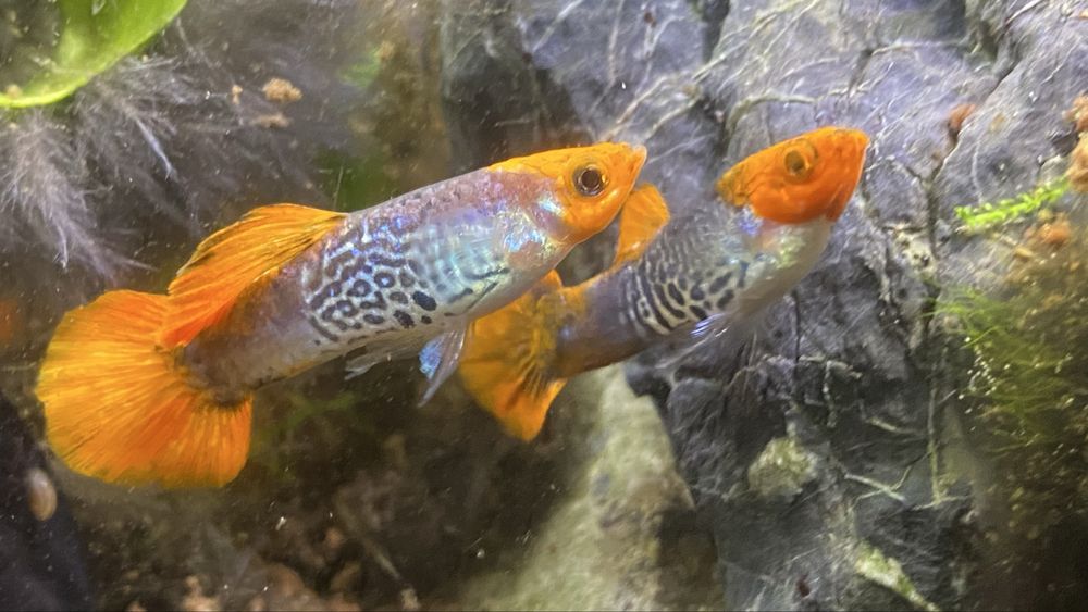 TABU Gupik tiger red musk Wsrszawa