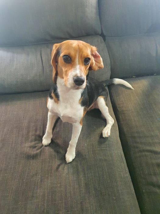 Doa-se beaglee fêmea