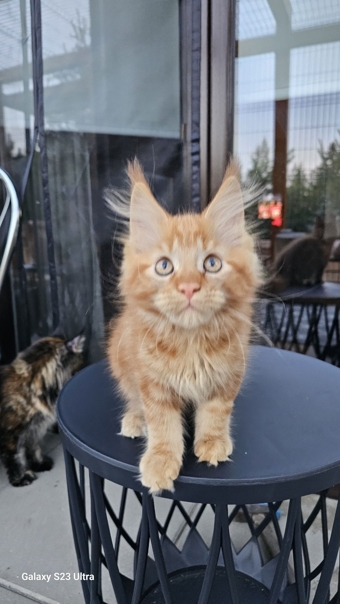 Kotka Maine Coon