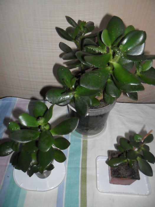 Кактусы,суккуленты (толстянка,денежное дерево)-неприхотливы.