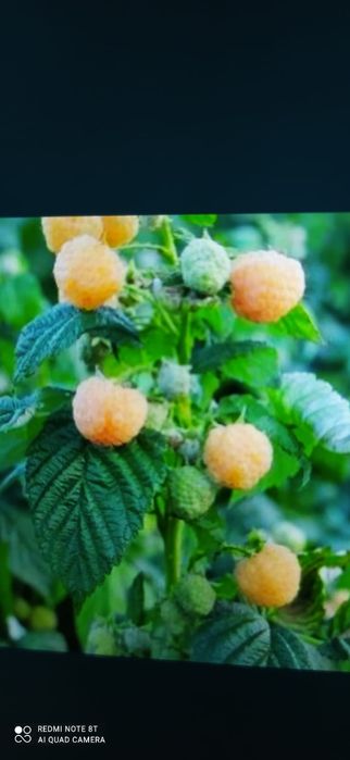 Sadzonki maliny żółtej