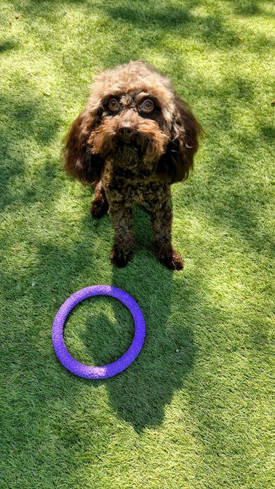 Мальтипу F2  chocolate