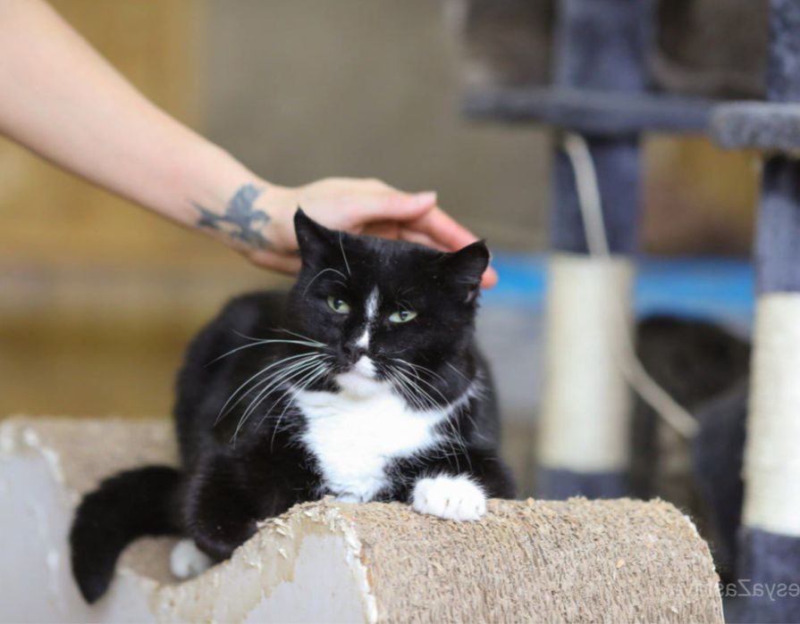 Чорно білий хлопчик, розумне кошеня Аракс 3 года