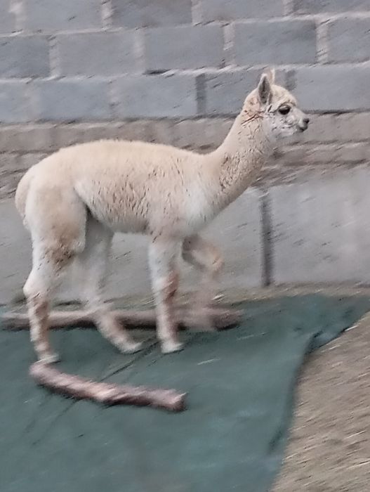 Młode Alpaki rezerwacja samczyk alpaka  piękny słodziak huacaya