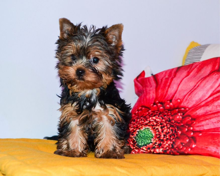 Yorkshire Terrier szczenię ZHPR śliczna mini.