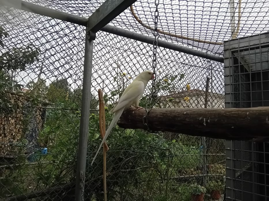 Ring neck novos de 2025