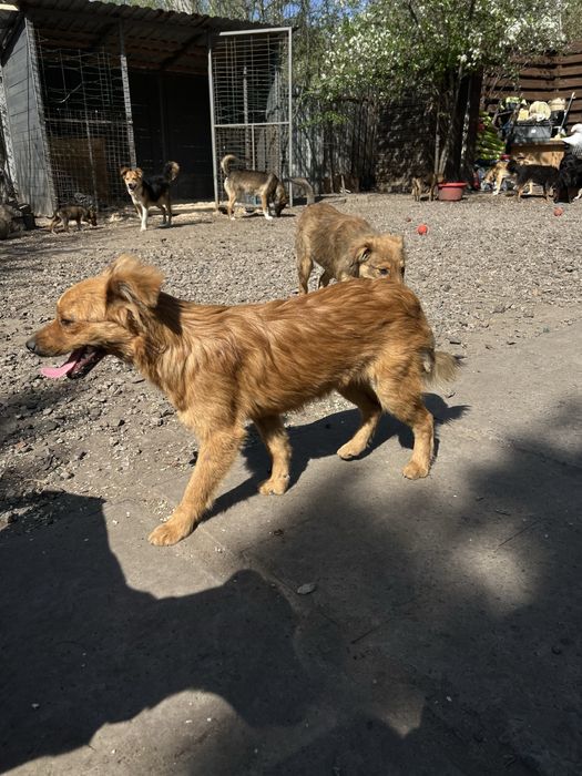 Стерилизованая девочка 7 месяцев Лиса