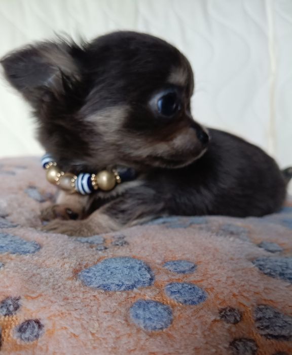 Chihuahua piesek blue xs