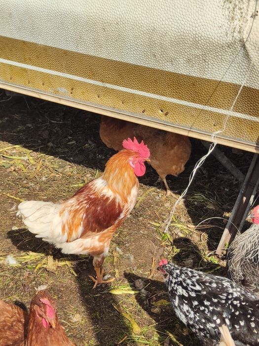 Sprzedam koguty młode z wiosny