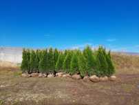 Tuja Smaragd 100,120,140,150 cm! Thuja Szmaragd! Tuje,sadzenie! Dowóz!