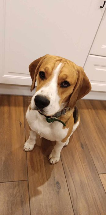 Szczeniak beagle tricolor piesek suczka