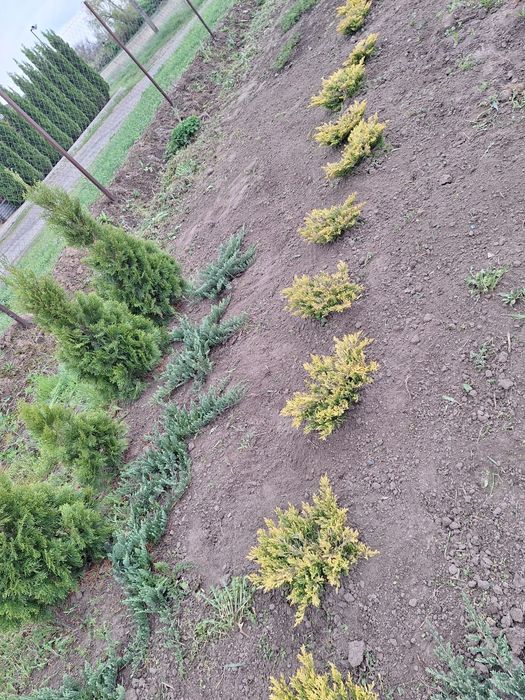 Ялівці Блю чип (можжевельник)