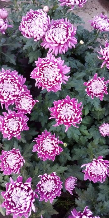 Chryzantemy producent HURT/DETAL