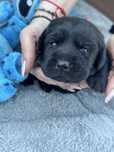 Labrador Retrivet miot A - Amina