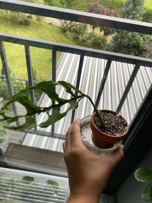 monstera obliqua peru