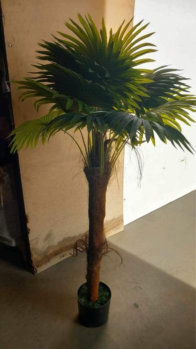 Palmeiras lindissimas nova entrada com entrega