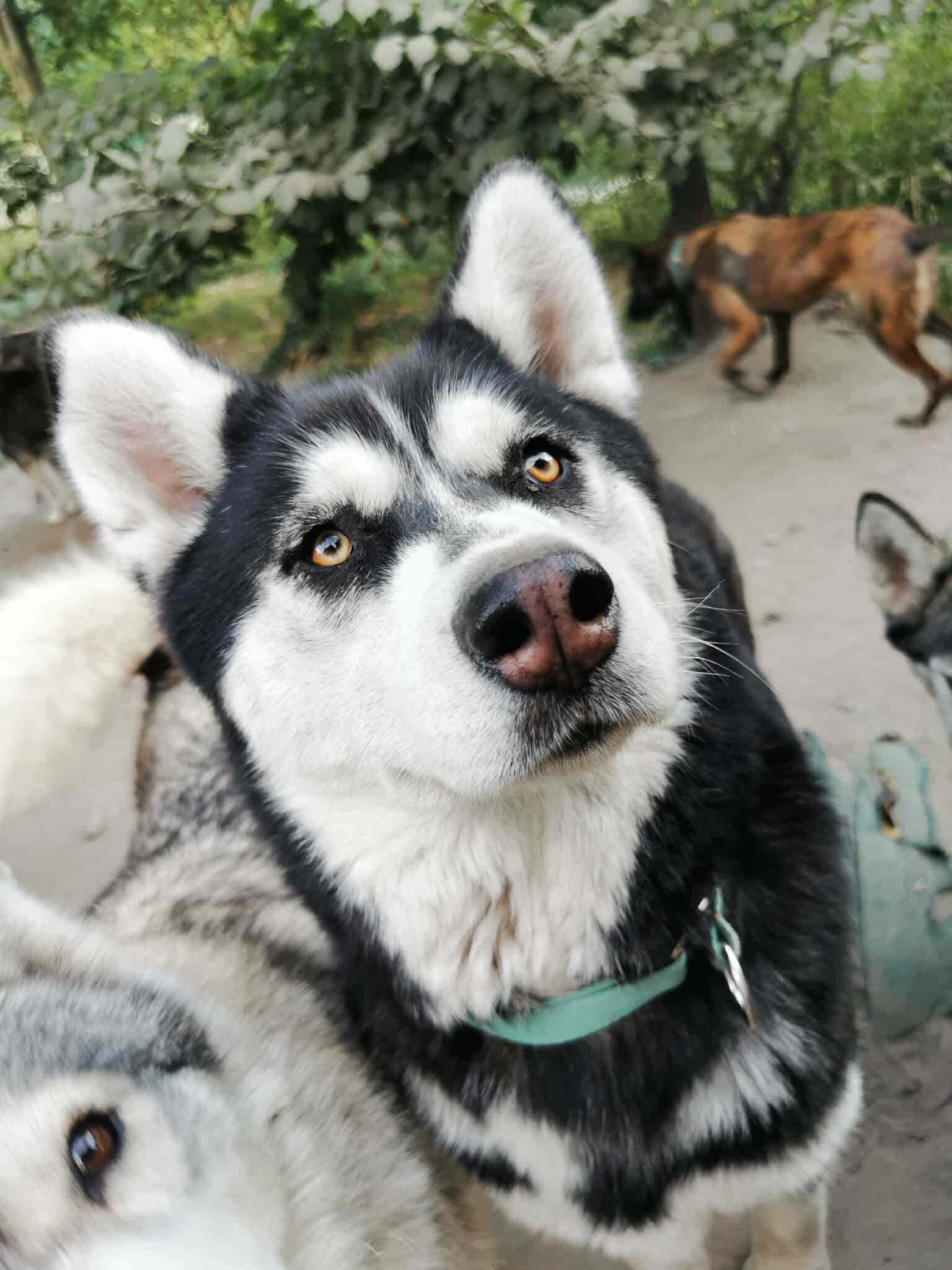 Zosia młodziutka mix husky z alaskan malamute, malamut piękna, adopcja