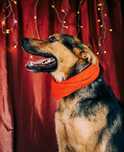 Cãozinho de 1 ano para adoção