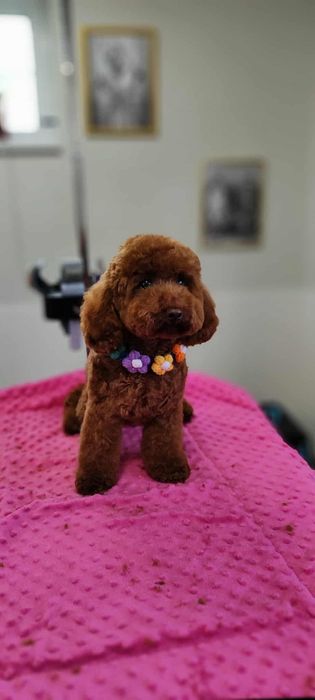 Pudel Toy Red Brown Płowy